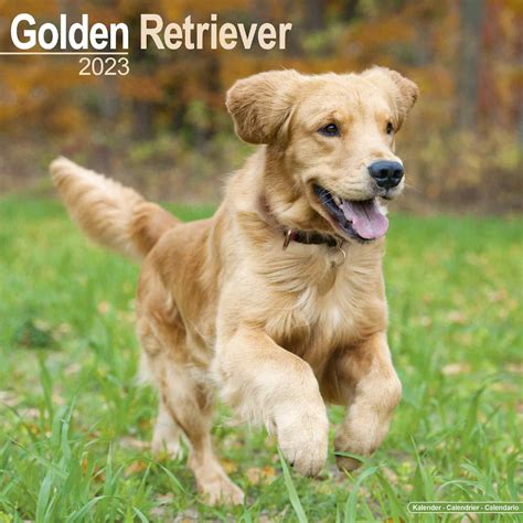 Golden Retriever Calendar 2023